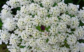 Image result for Carrot Flower