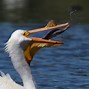 Image result for Pelican Pouch Lice