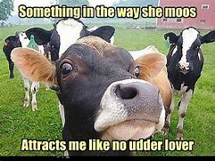 Image result for Funny Brown Cow