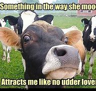 Image result for Cow Humor