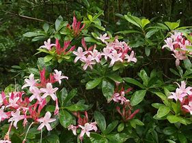Image result for Rhododendron (AK) Viscosa