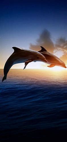 DolphIn HD Wallpaper android | Dolphin photos, Wild animals photography ...