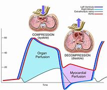 Image result for Heart Diagram CPR Foundation