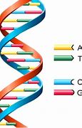 Image result for DNA Meme