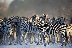 Image result for Animals That Live in the Safari