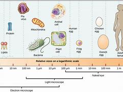 Image result for Millimeter Size Chart