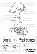Image result for Types of Moss for Kids