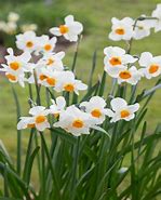 Image result for Narcissus Geranium