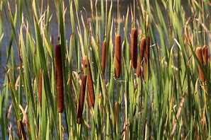 Image result for Reed Plant Pictures