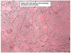 Image result for Hek 293 Senomyx