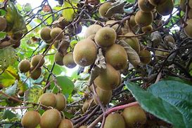 Image result for Actinidia chinensis Atlas