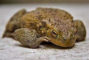 Image result for Tired Toad