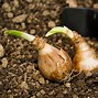 Image result for Large Seed Bulb