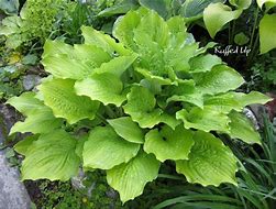 Image result for Hosta Ruffed Up