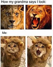 Image result for Lion Cat Meme