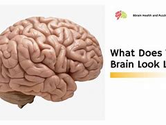 Image result for Human Brain Look Like