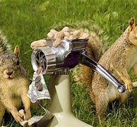 Image result for Animal Humor Squirrel Funny
