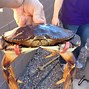 Image result for Boiled Crab