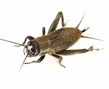 Image result for Crickets for Lizards