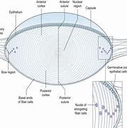 Image result for Lens Anatomy Khurana