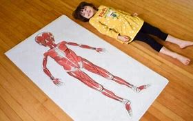 Image result for Life-Size Printable Muscles
