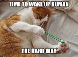 Image result for Wake Up Cat Meme