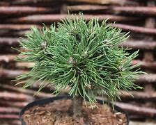 Image result for Pinus uncinata Hexe
