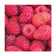 Image result for Rubus idaeus Willamette