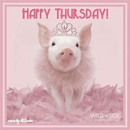 Image result for Thursday Pig Meme