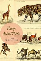 Image result for Free Stock Images Vintage Animals