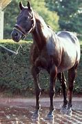 Image result for Seattle Slew Grave