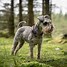Image result for Schnauzer Long Hair