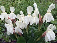 Image result for Roscoea cautleoides