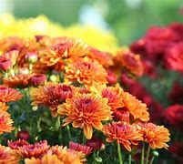 Image result for Fall Chrysanthemum