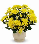 Image result for Yellow Mums Flowers