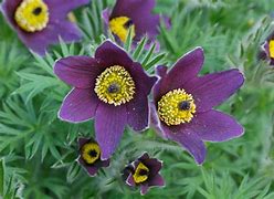 Image result for Pulsatilla vulgaris