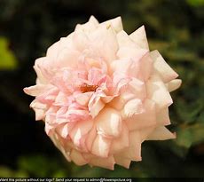 Image result for Baby Pink Roses