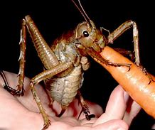 Image result for Weta Insect