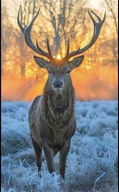 Deer in the Hood | Nature animals, Majestic animals, Animals beautiful