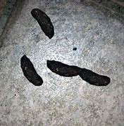 Image result for What Does Possum Poop Look Like