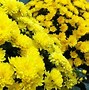 Image result for Sprint iPhone Colors