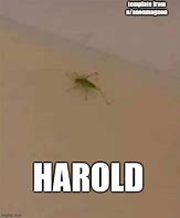 Image result for Harold Bug Meme