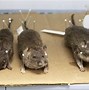 Image result for Large Rat in New York City