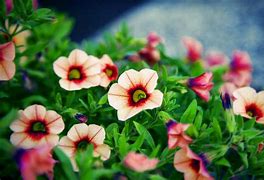 Image result for Cute Flower Photoes