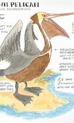 Image result for Pelican Pouch Anatomy