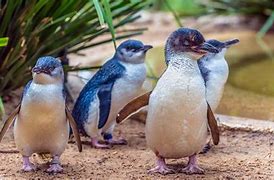 Image result for The Little Blue Penguin