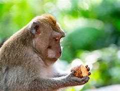 Image result for What Animals Are Omnivores