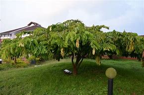Image result for Chovuku Tree