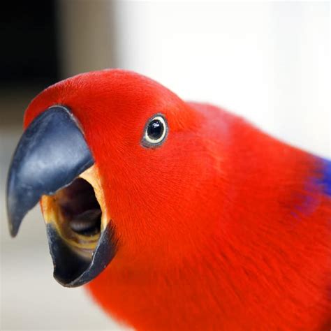 Image result for Parrot Screeching