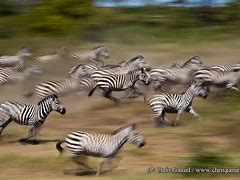 Image result for African Safari Art